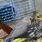 فروخ كروان و روز و كنيور