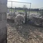 خروف حري فحل