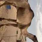 قعود اصفر ثني مزاين