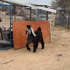 تيس عارضي  للبيع