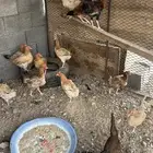 دجاج بلدي ودجاج رومي للبيع