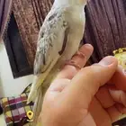 كروان هفي بايد فراشه هولندي اليف هدد ( تم البيع )