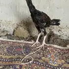 ديك سندي بيور