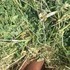 برسيم مخلوط