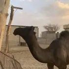 قعود للبيع