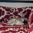 فلودير عمر 12 يوم