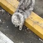 قطط واضح انها ضايعه عند وقت اللياقه