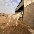 احصان واهو اوراقه على الشاري العمر سنتين 8شهور معسوف جاهز