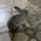 ارنب ل التبني بصحه جيده