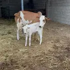 بقرة منتوج