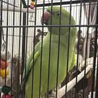 ببغاء دره هندي اليف