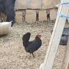 دجاج بلدي