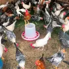 ديوك بلديه