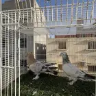 حمام تركي