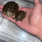 للبيع سلاحفتين