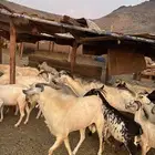 للبيع معزه دفيع شرط 39 راس بي الفحول من680ريال