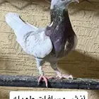 حمام. اجل سباق