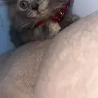 قطط شيرازي عمر شهرين