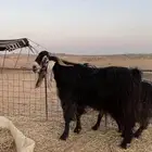 تيس توه مسدس