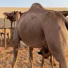 خلفه صفراء