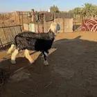 خروف فحل نجدي