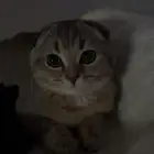 قطة سكوتش فولد