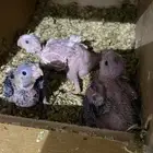 فروخ كروان هولندي