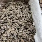 عرض على كمبودي تايقر ملكي