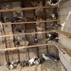 طبات قطايف