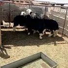 خرفان نجد ذبايح