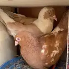 حمام سوري