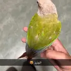 كنيور اليف(تمم البيع))