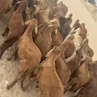 طليان سواكني حمري