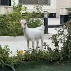 عنز قزمي ذكر