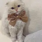 ذكر هملايا اورنج تزاوج