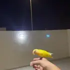 طير روز عيون حمره الطير اليف هدد خارجي داخلي اسمه مانقو