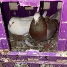 ثلاثه اجواز حمام