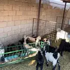 تيوسس وجفارر