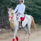 للبيع حصان شعبي جزيري