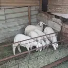 بهم للبيع