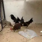 للبيع دجاج عربي