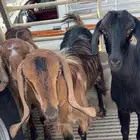 للبيع عنقان بلدي شرط