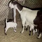 عنز هولنديه صنف فاخرة حدرها توم