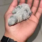 فروخ روز غر