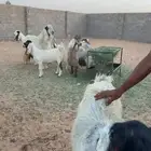 معزا