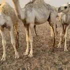 قعود قصب للبيع