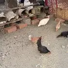 دجاج بلدي وحبشي