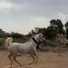 حصان