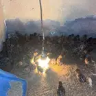 صوص فيومي سوبر جامبو