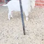 المزاحميه